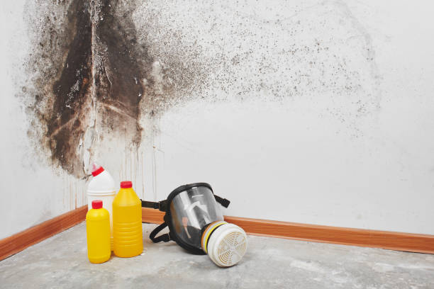 Best Crawl Space Mold Remediation in Chevy Chase Village, MD