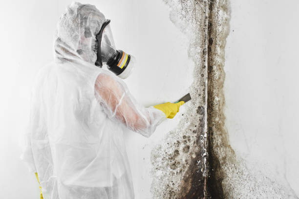 Best Mold Testing and Inspection Services in Chevy Chase Village, MD