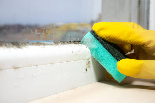 Best Commercial Mold Remediation in Chevy Chase Village, MD