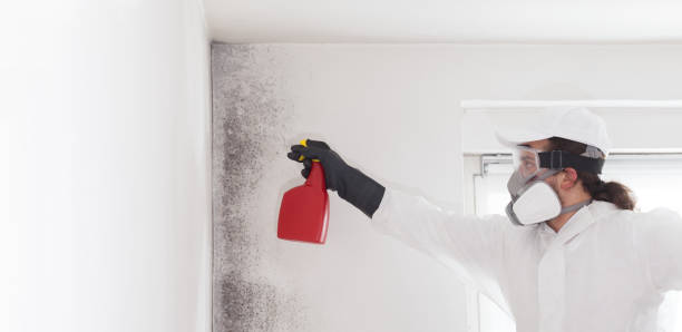 Best Basement Mold Remediation in Chevy Chase Village, MD