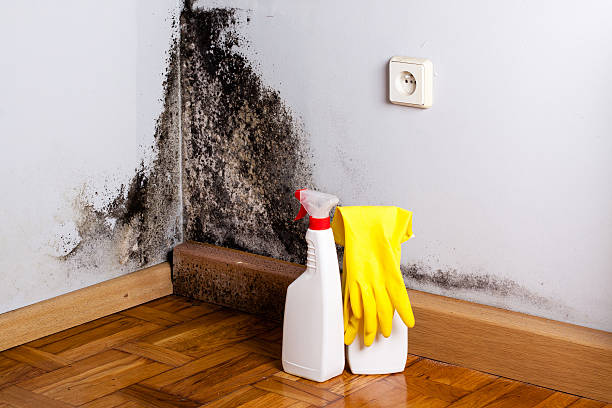 Best Bathroom Mold Remediation in Chevy Chase Village, MD